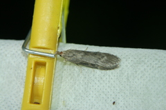 Lamoria anella