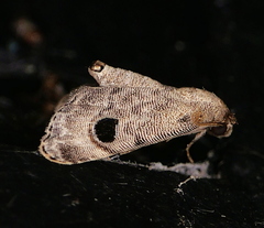 Abablemma brimleyana