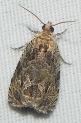 Olethreutes permundana