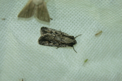 Dichagyris signifera