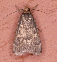 Loxostegopsis polle
