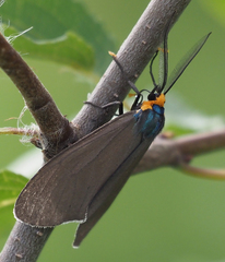 Ctenucha virginica