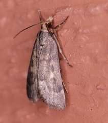 Loxostegopsis polle