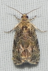 Olethreutes permundana