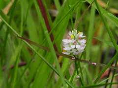 Polygala mariana