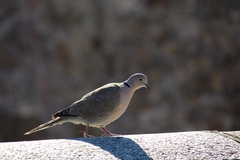 Streptopelia decaocto