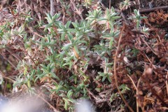 Paronychia argyrocoma