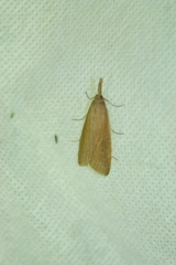 Schoenobius gigantella