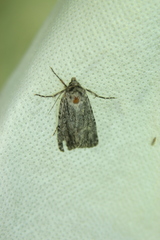 Dichagyris signifera