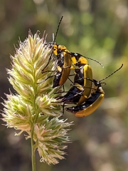 Proctenius granatensis