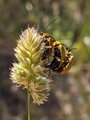 Proctenius granatensis