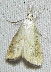 Haimbachia placidellus