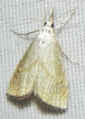 Haimbachia placidellus