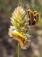 Proctenius granatensis