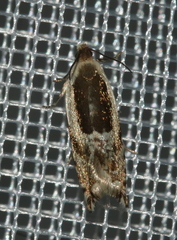 Ancylis semiovana