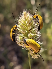 Proctenius granatensis