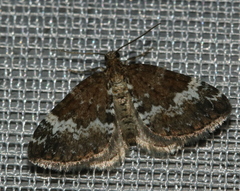 Perizoma alchemillata