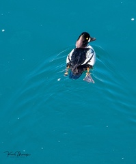 Bucephala clangula × islandica