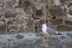 Larus michahellis