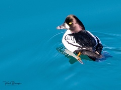 Bucephala clangula × islandica