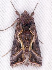 Autographa flagellum
