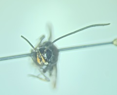 Synanthedon formicaeformis