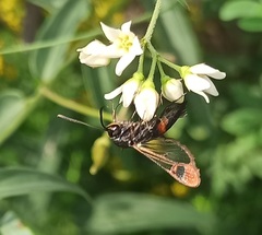 Synanthedon formicaeformis