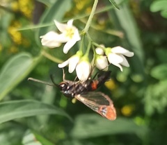 Synanthedon formicaeformis