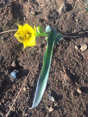 Calochortus monophyllus