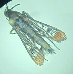 Synanthedon formicaeformis