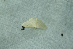 Idaea straminata