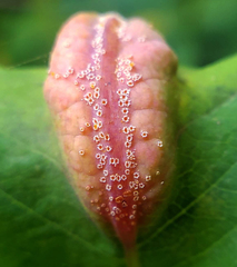 Puccinia komarovii
