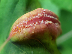 Puccinia komarovii