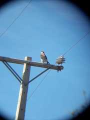 Geranoaetus polyosoma polyosoma