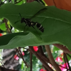 Polybia occidentalis