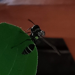 Polybia occidentalis