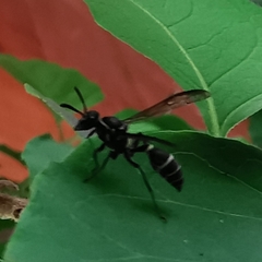 Polybia occidentalis