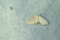 Idaea straminata