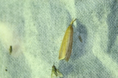 Schoenobius gigantella