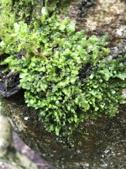 Bryophyta