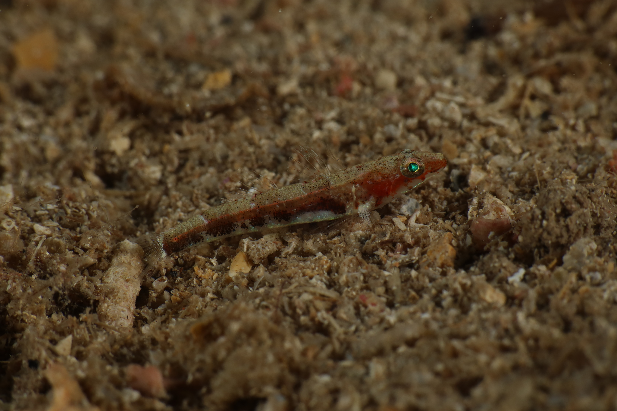 Lloris' Grotto Goby photo 4