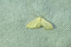 Idaea straminata