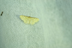 Idaea humiliata