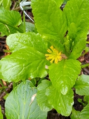 Arnica discoidea