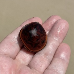 Macropsychanthus comosus