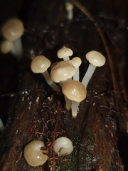 Vibrissea dura