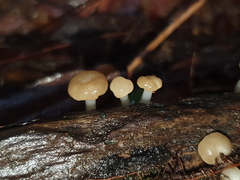 Vibrissea dura