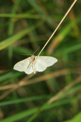 Idaea straminata