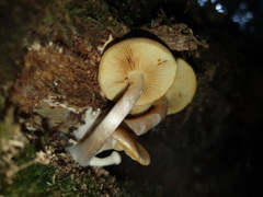 Gymnopilus allantopus
