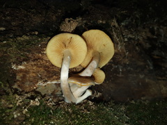 Gymnopilus allantopus